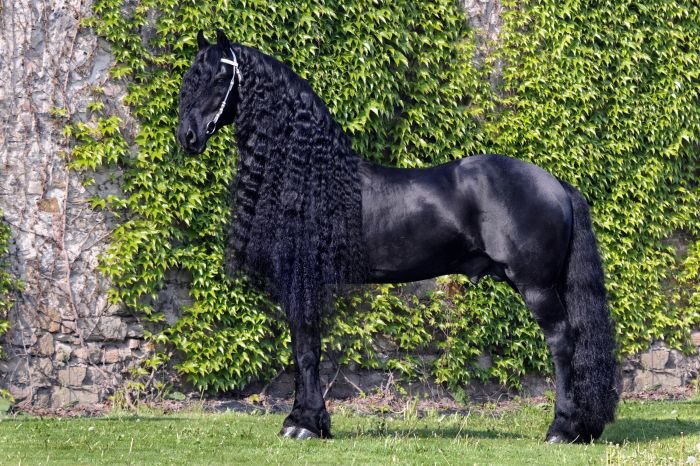 Nejkrásnější kůň ČR 2011 - fríský kůň Baron fan Odingastate
