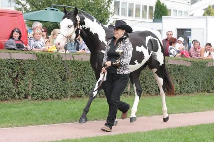 Nejkrásnější kůň ČR 2012 - paint horse Maximum Blues Master