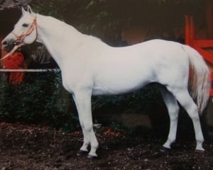 4332 Furioso I-21 (Honor)