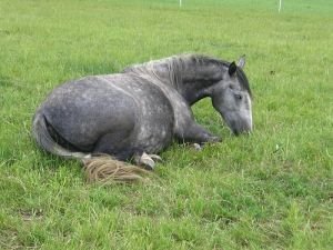 odpočinek ve sternální poloze
