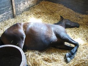 kůň spící v boxe