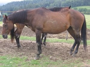 kůň dřímající ve stoje