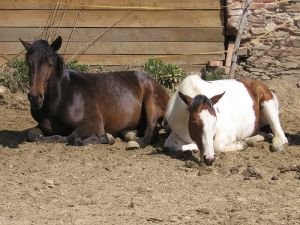 odpočívající mladí hřebečci