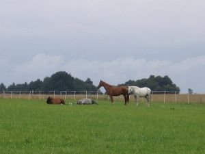 hromadný spánek ve stádě