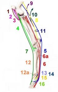 statický aparát pánevní končetiny
