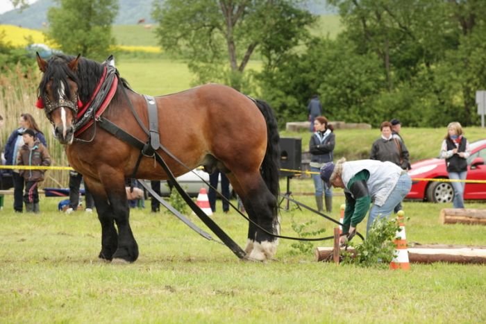 Presl Václav a 24/202 Ferda (chl. typ) Presl Václav a 24/202 Ferda (chl. typ)
