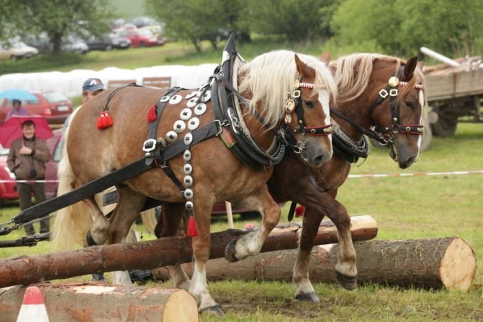 Dufek Matouš a 26/196 Petra (N) + 21/715 Vesna (N) Dufek Matouš a 26/196 Petra (N) + 21/715 Vesna (N)