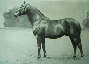 Furioso XIV, nar. 1933