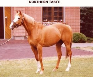 Northern Taste