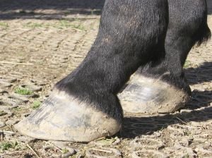 dlouhá špice, podsunuté patky