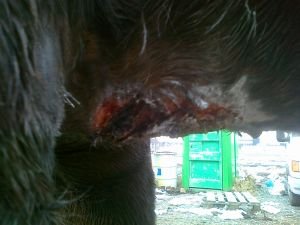 rána Antipy před aplikací Anigranu