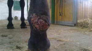 rána Kasekty před aplikací Anigranu