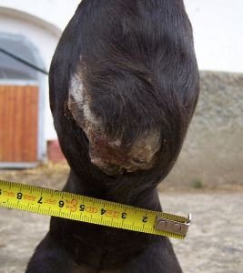 zhojená rána Kasekty