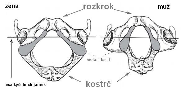 pánev muže a ženy při pohledu zdola pánev muže a ženy při pohledu zdola