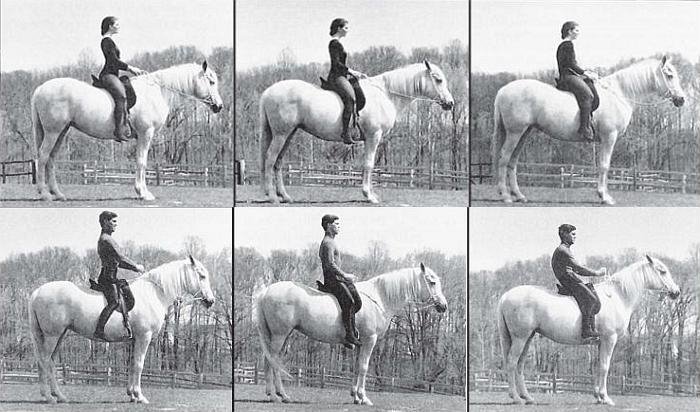 různé pozice jezdce a jezdkyně v sedle různé pozice jezdce a jezdkyně v sedle