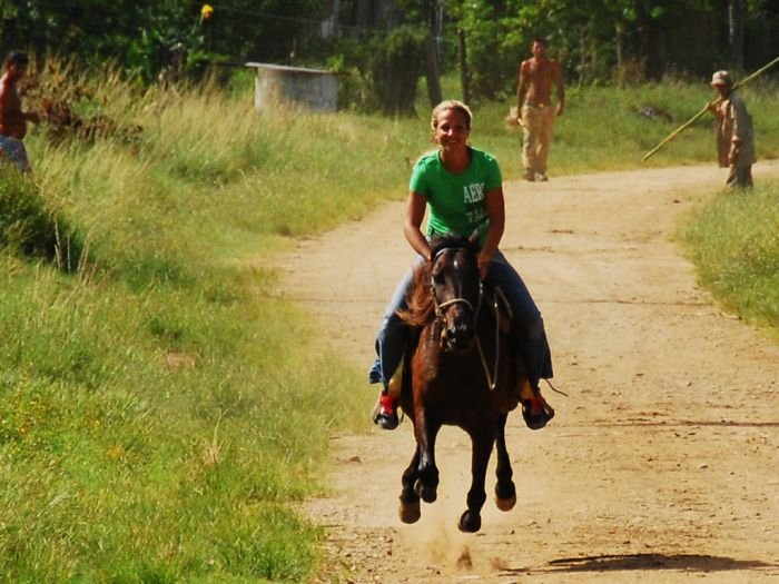 Kubánský criollo je vytrvalý a rychlý typ koně Kubánský criollo je vytrvalý a rychlý typ koně