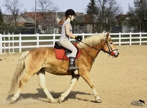 stejný kůň po roce diety