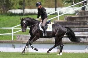 Clin d´Or - zkouška jezditelnosti