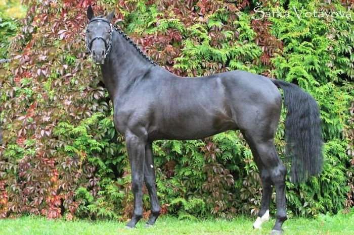 Clin d´Or Clin d´Or