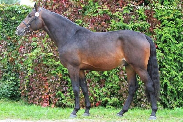 Quintero´s Cassiny Quintero´s Cassiny