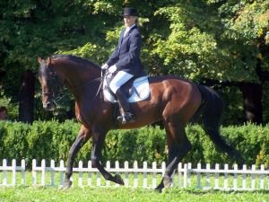 Gidran I MT / 2698 Gidran XVI-6 (Gordon)