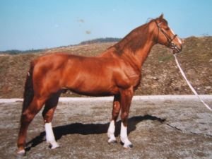 Gidran II MT / 505 Gidran bernartický