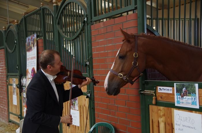 Smyčcové kvarteto před boxy českých koní