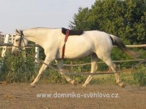 přiměřeně snížený krk pro práci v klusu