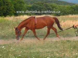 příliš nízko nesený krk