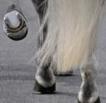 Fuego - podkovy WEG 2010