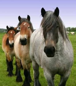 Zdravotní problémy chladnokrevníků