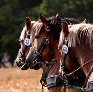 Zdravotní problémy chladnokrevníků