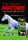 Anatomie