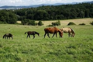 koně na pastvě