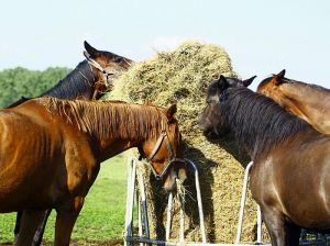 koně na seně potřebují vit min premixy