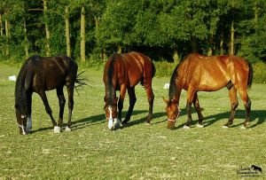 solný liz v pozadí