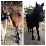 Schváceným klisnám pomohly boty Easyboot Rx