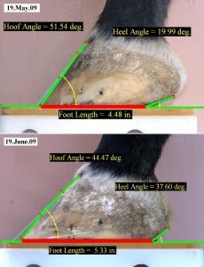 délka vs. velikost chodidla