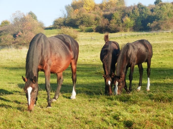 6měsíční dvojčata 6měsíční dvojčata