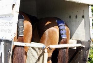 přeprava jako stresor