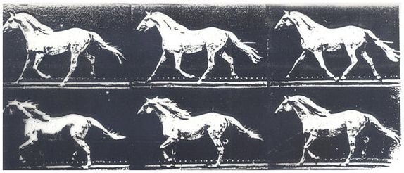 kůň v klusu kůň v klusu