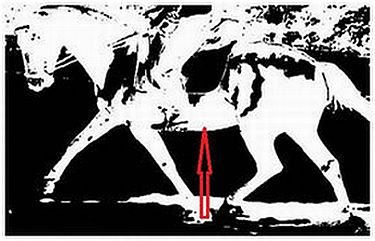 kůň na předku pobízen do přilnutí