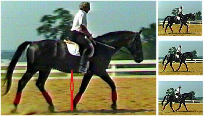 kůň na předku kůň na předku