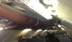 Letecká přeprava koní