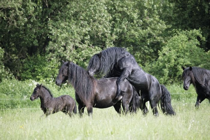 Milostný život koní Milostný život koní
