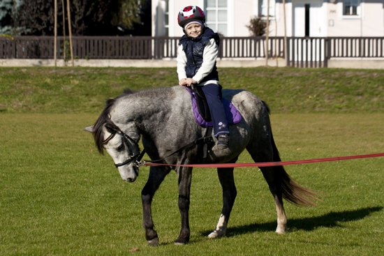 Český sportovní pony - MERCY Český sportovní pony - MERCY