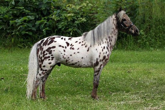 MINIATURNÍ KŮŇ (holandský minihorse) - YVO MINIATURNÍ KŮŇ (holandský minihorse) - YVO