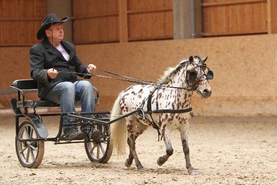 MINIATURNÍ KŮŇ (holandský minihorse) - YVO MINIATURNÍ KŮŇ (holandský minihorse) - YVO