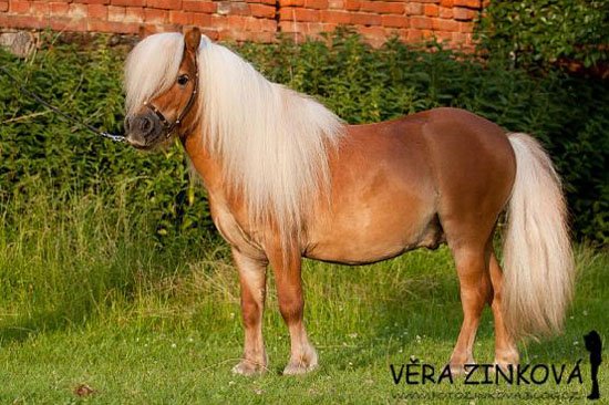 Shetlandský pony – mini typ - 1813 LOCKSLEY PERMONÍK Shetlandský pony – mini typ - 1813 LOCKSLEY PERMONÍK