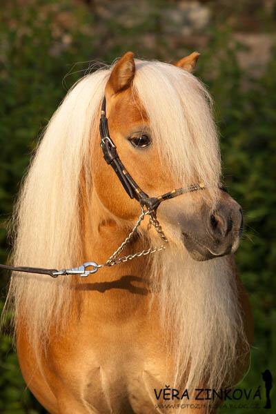 Shetlandský pony – mini typ - 1813 LOCKSLEY PERMONÍK Shetlandský pony – mini typ - 1813 LOCKSLEY PERMONÍK